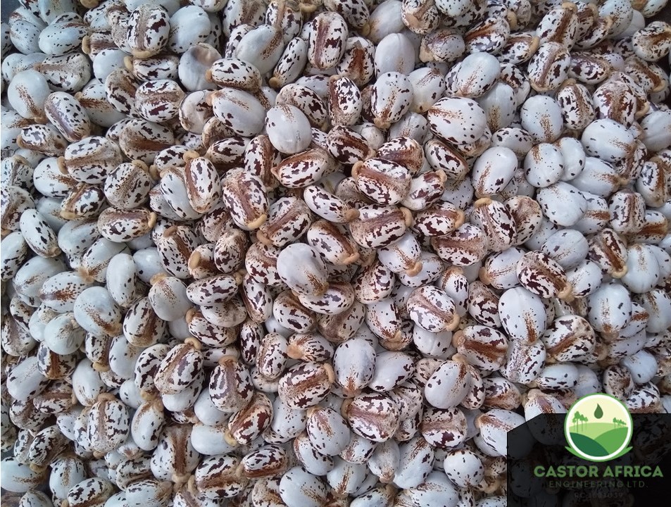 Product image - 1000 MT Brazilian White Castor seed Available for Sale