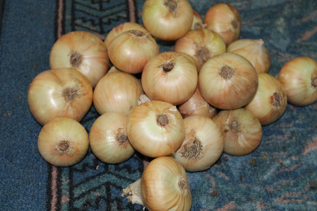 Product image - High quality yellow onion new crop 2020 sizes 4 cm to 8 cm, all package available 