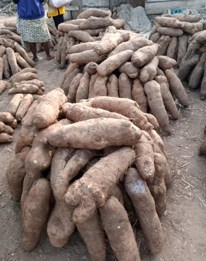 Product image - Yams are tropical tuber crops. They are mainly cylindrical in shape, with rounded ends. The bark is mostly light brown when harvested and darkens during storage. They are a major staple in Nigeria. Minimum & maximum prices are set per piece, a 100 pieces will cost 500$, huge amounts can push the price little down.