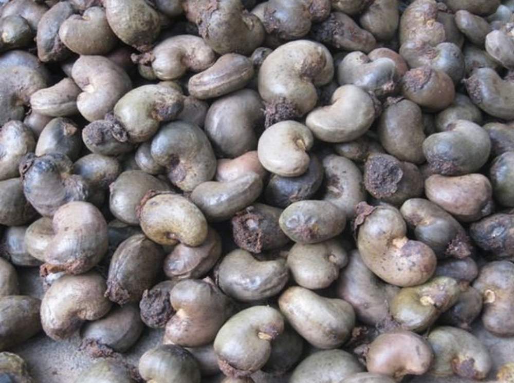 Product image - We are direct exporters of cashew nuts from Benin Republic having fresh harvest now 2020 crop , Contact us for more details and discriptions we can meet up with any quantity we are direct farmers and exporters of cashew.
