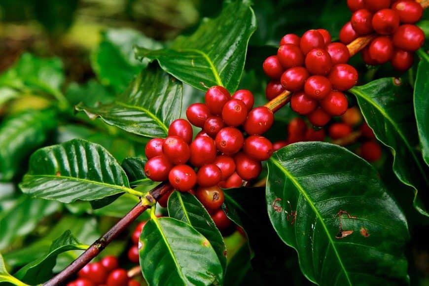 Product image - Yirgacheffe coffee is much sought after for its bright point citric acidity. It’s well-bodied, balanced cup of mocha combined with flowery, spicy elements and an array of fruity flavors gives it a layered and complex wheel of taste.