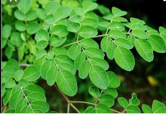 Product image - Moringa leaf,  Fresh and dried one, the dried one is well hygeinic and shadowly processed.