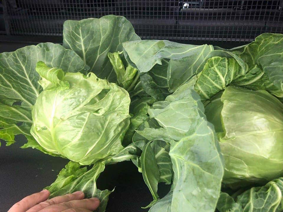 Product image - We are  ( Kemet farms )  here  in Egypt 

we export all agricultural crops with high quality .
Fresh cabbage 
● we can Delivery your request for any country
● Grade A
● packing : 10 kg per plastic box 
● for Orders please send your message call Us +201271817478
Or send Email : kemetfarmsdonia@gmail.com
● Export  manager
mrs/ Donia Mostafa
