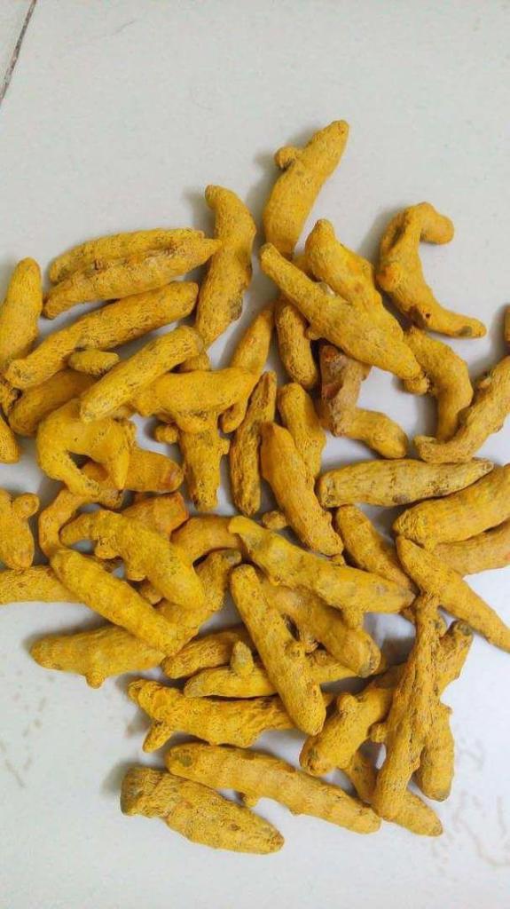 Product image - Our SVM EXPORTS offering Turmeric Finger, it is a safe anti inflammatory. Improves digestion and prevents progression of Alzheimers. It helps in prevent gas (or) bloating and cancer. Reduces side effects of Chemotheraphy. It improves skin conditions. Blood purifier and a Natural Antiseptic.                                                                                                                                 