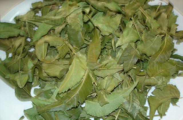 Product image - Our SVM Exports is enlisted among the nonpareil Manufacturers and Suppliers of Fresh Neem Leaves.  SVM Exports are a quality-conscious firm and for ensuring high quality of the products. The various grades and standards of quality are met by our quality team. We maintain hygiene throughout the production process.