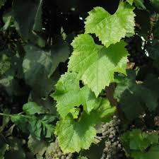 Product image - Our SVM EXPORTS provides Good Quality Grape Leaves. Grape leaves, a popular staple of heart-healthy Mediterranean cuisine, are rich in vitamins and minerals. 