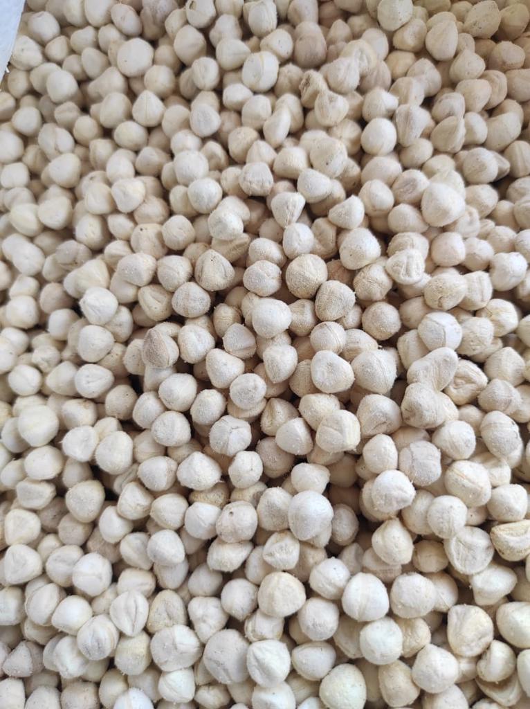 Product image - Our SVM Exports are huge processor of moringa seeds, we supply very well sorted cleaned bold size white colour moringa seeds kernel in huge quantity, Moringa Seed Kernels are used for Oil Extraction purposes and edible usages.  Moringa oleifera seeds kernels are used to purify water and feed animals. the seeds are especially prized for their medicinal powers.   The Kernels are highly pure and fleshy with high quality