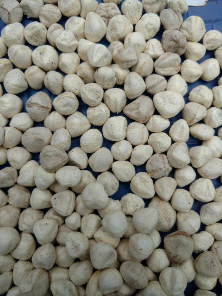 Product image - Our SVM Exports are huge processor of moringa seeds, we supply very well sorted cleaned bold size white colour moringa seeds kernel in huge quantity, Moringa Seed Kernels are used for Oil Extraction purposes and edible usages.  Moringa oleifera seeds kernels are used to purify water and feed animals. the seeds are especially prized for their medicinal powers.   The Kernels are highly pure and fleshy with high quality
