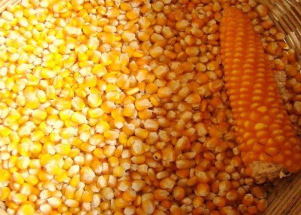 Product image - Dry organic corn, cultivated with natural manure from cow, pig and fowl droppings