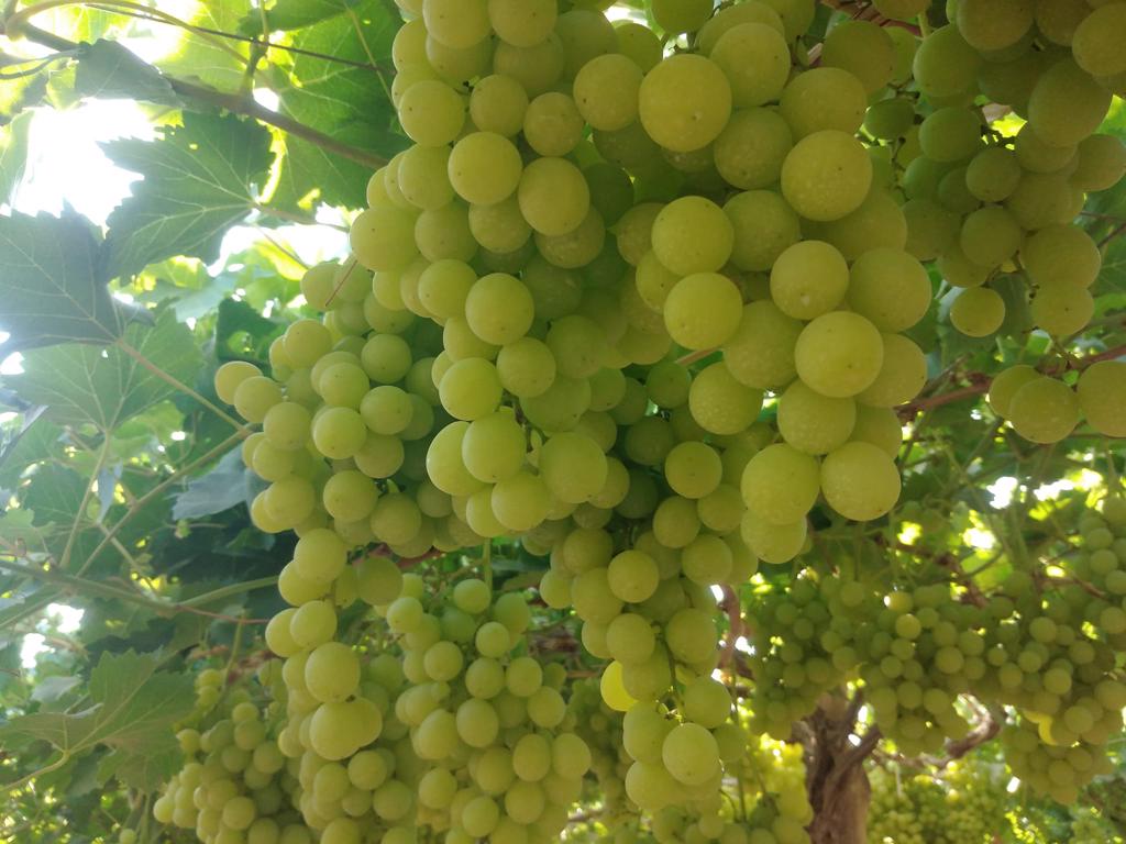 Product image - We are  ( Kemet farms )  here  in Egypt

we export all agricultural crops with high quality .

Fresh grapes
prime & Superior ) white )
flame( red)
packing  : 4 kg per plastic box
or
carton ( 10 plastic bags × 250 grams) = 2.5 kg  

● for Orders please send your message call Us +201271817478

● Export  manager

mrs/ Donia Mostafa