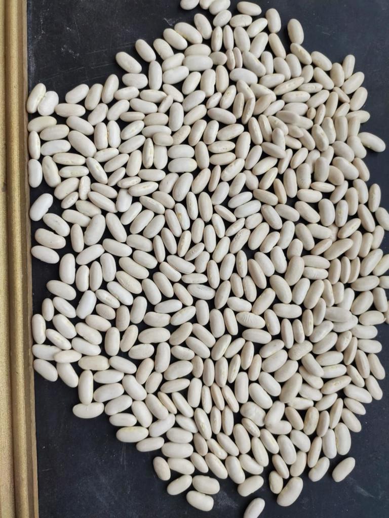 Product image - We are  ( Kemet farms )  here  in Egypt 
we export all agricultural crops with high quality .
white beans  
● we can Delivery your request for any country
● Grade A
● packing : 10 or 25 kg 
● for Orders please send your message call Us +201271817478
● Export  manager
mrs/ Donia Mostafa
