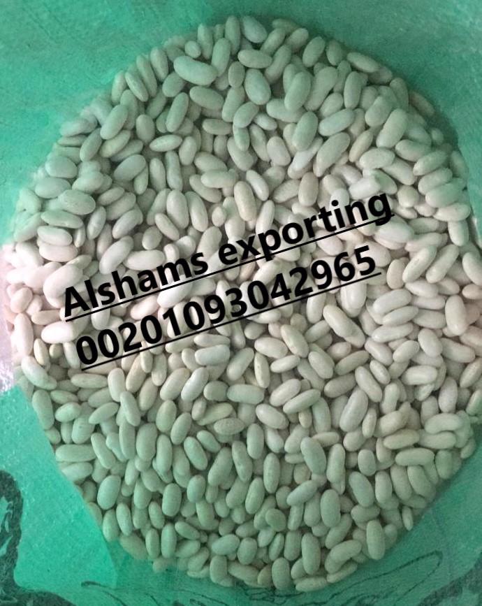 Product image - To ensure that you get the best quality and the best price, you have to deal with Alshams company.
We are  alshams an import and export company that offer all kinds of agriculture crops.
We offer you White kidney beans 
Best Regards
Merna Hesham
Cell(whats-app) 00201093042965                                                                                                                                               