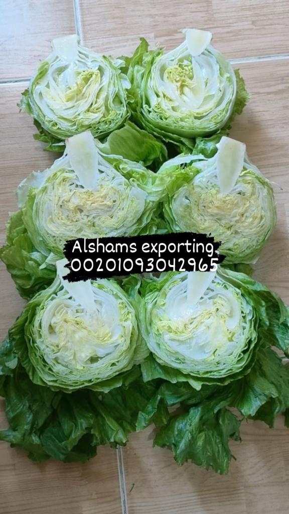 Product image - We are alshams an import and export company that offer all kinds of agriculture crops. We offer you Fresh Iceberg Lettuce  for more information contact me: Tel: 0020402544299 Cell(whats-app) 00201093042965