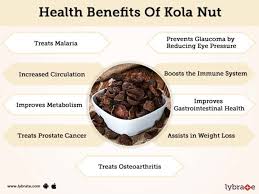 Product image - The kola nut is used to flavor sodas and as a supplement to increase energy or improve health.

The nut comes from the evergreen kola tree, which is found in the rain forest of Africa. Inside the tree's star-shaped fruits are white shells, which contain the seeds or kola nuts.

In Nigeria, it is an important cultural symbol for many ethnic groups. It is given to guests at weddings, funerals, and naming ceremonies....