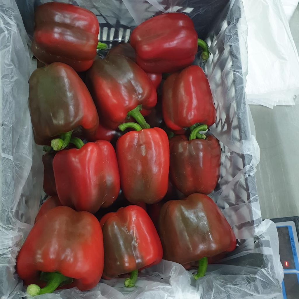 Product image - We are  alshams an import and export company that offer all kinds of agriculture crops.
We offer you  Fresh pepper With following specifications:
Packing :  
 Coloured Pepper4 kg open tob cartons, 5 kg cartons.                                                                    
Best Regards
Merna Hesham
Tel: 0020402544299           Cell(whats-app) 002010930429                                  