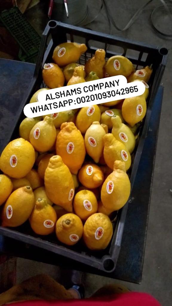 Product image - We offer you  Fresh Lemon With following specifications:
Packing: standard export carton
Net weight : 15 kg Gross weight:16 kg
Net weigh : 8 kg Gross weight : 8,75 kg
Best Regards
Merna Hesham
Tel: 0020402544299     Cell(whats-app) 00201093042965    email:alshamsexporting@yahoo.com                