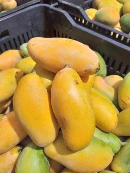 Product image - now available #Fresh_Mango 😋🥭🥭
All kinds are available
( Naomi – kiett – zabdieh )
Packing : 5 kg per carton
Container :40 feet / 20 ton
Class 1

Best Quality 💯
Best Price💯
Order Now 💥
Best Regards
Ms / Merna Hesham
for any inquiries please contact me
Tel:0020402544299☎
Cell(whats-app) 00201093042965📞
email :alshamsexporting@yahoo.com✉