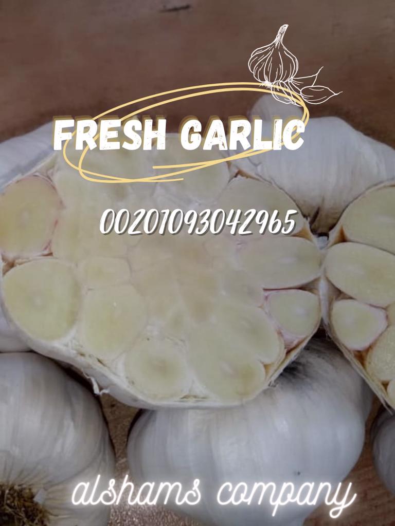 Product image - fresh garlic

Available Now 💥

Best Regards

Merna Hesham

📞Cell(whats-app) 00201093042965

✉ Email :alshamsexporting@yahoo.com