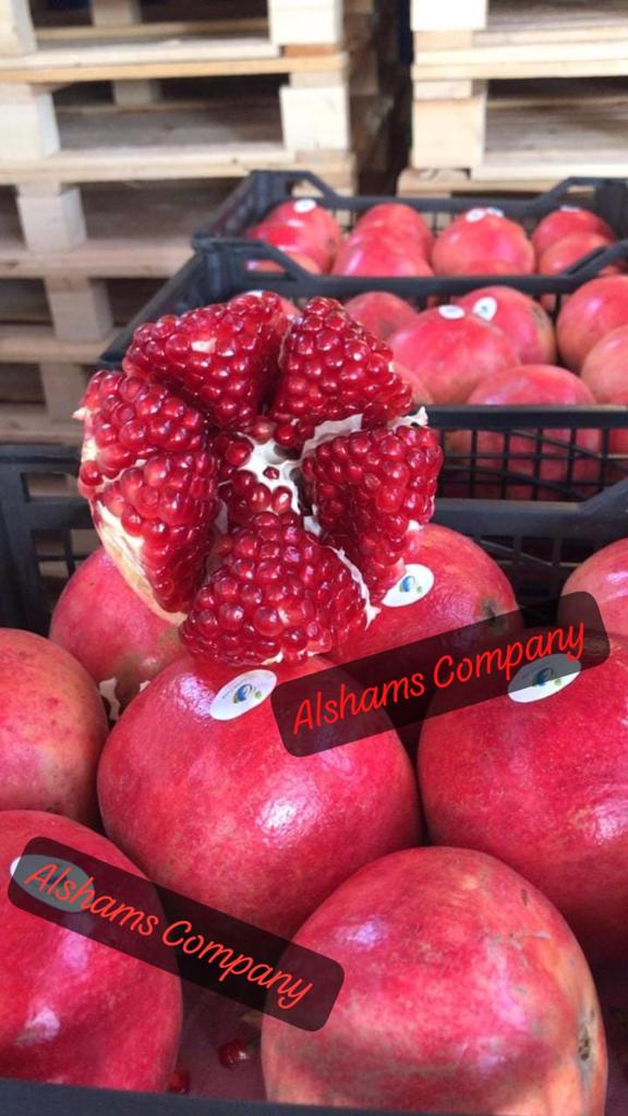 Product image - fresh pomegranate

Available Now 💥

Best Regards

Merna Hesham

📞Cell(whats-app) 00201093042965

✉ Email :alshamsexporting@yahoo.com