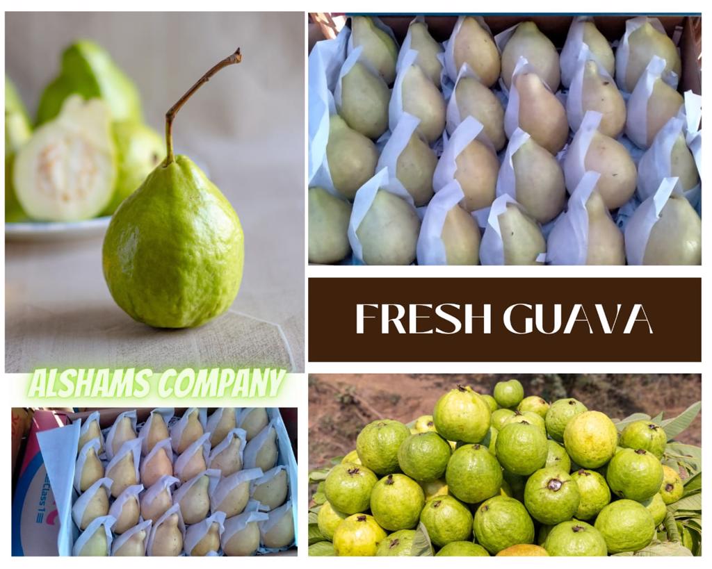 Product image - Hurry 🔥
Alshams Company now offer Fresh guava 👏
We export all over the world 🌍
Order Now 🔥
For any inquiries please contact me
Sales dep
Ms/ Merna Hesham
Whats app : 00201093042965
Email : alshamsexporting@yahoo.com