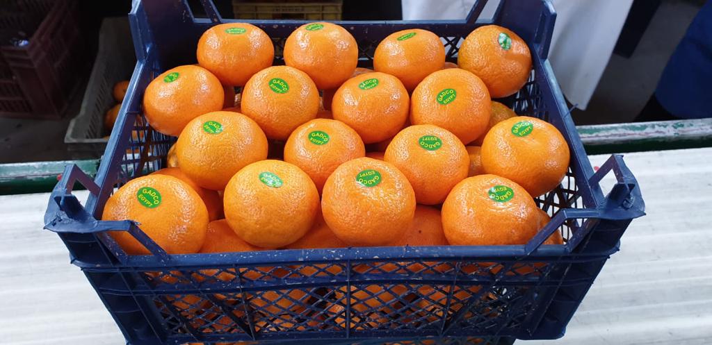 Product image - Fresh high quality Mandarine, packing as required by buyers