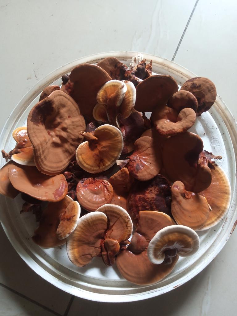 Product image - Ganoderma (dried)