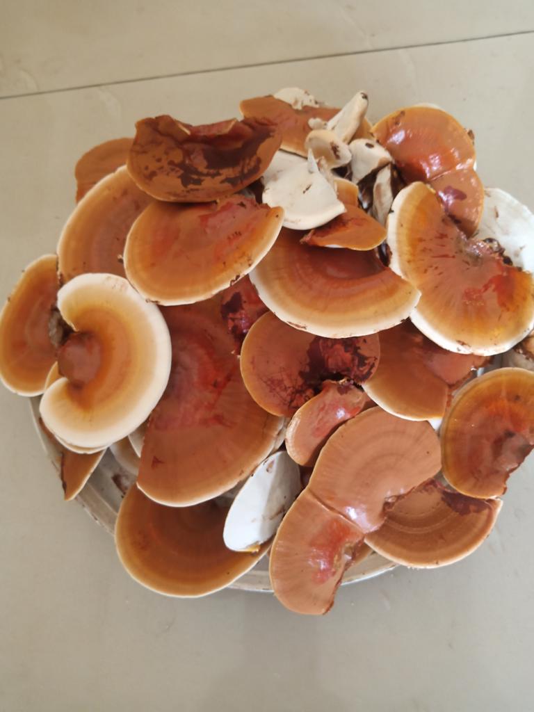 Product image - Ganoderma (dried)