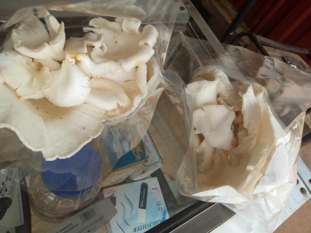 Product image - There's large quantities of dried oyster Mushrooms for sale. The health benefits of consuming oyster Mushrooms are enomous, it's ANTIOXIDANTS, ANTICANCER,lowers high blood pressure and contains vit Bs and D.