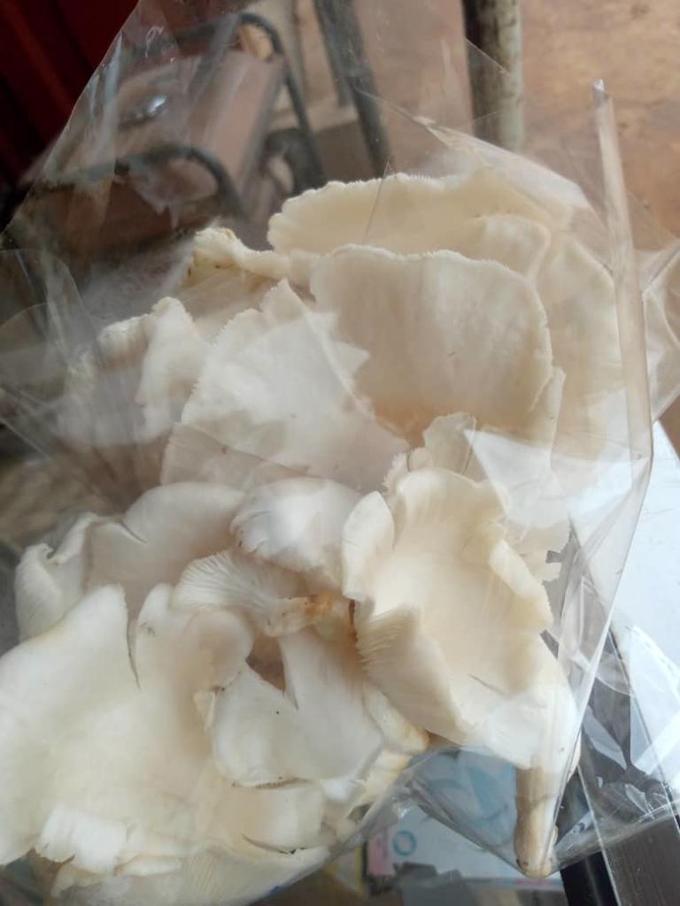 Product image - There's large quantities of dried oyster Mushrooms for sale. The health benefits of consuming oyster Mushrooms are enomous, it's ANTIOXIDANTS, ANTICANCER,lowers high blood pressure and contains vit Bs and D.