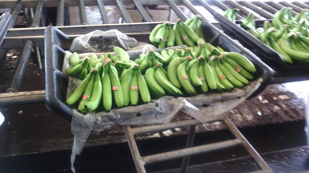 Product image - Âge des bananes à la récolte 10 semaine
Longueur des bananes entre 21 et 26 cm
Diamètre entre 3,5 et 4,5 cm
Main entre 5 et 9 banane
Délai de livraison à partir de la confirmation et le paiement  : entre 35 et 45 jours