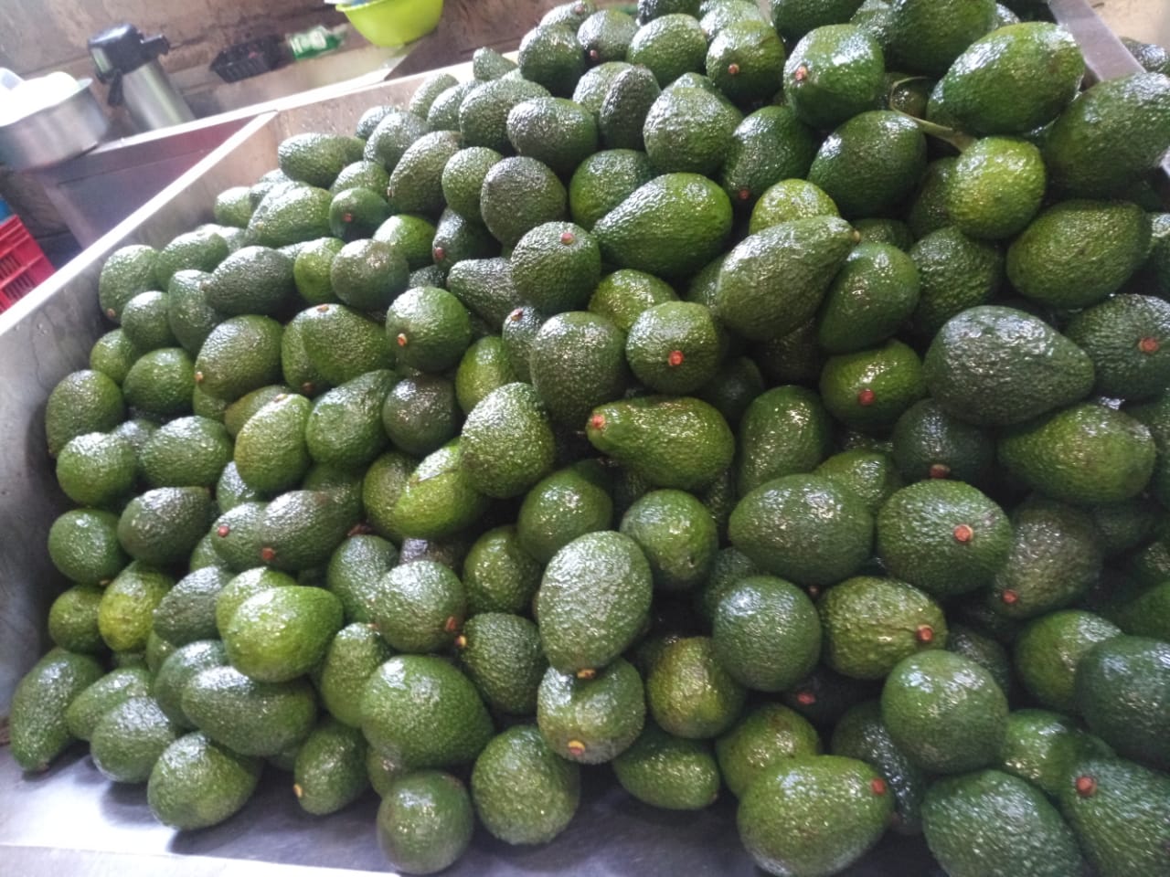 Product image - ORGANIC HASS AVOCADOS FROM KENYA

Season: March till September.

FOB: 1.55 USD/kg.

Certificate: GLOBALG.A.P.

The fruits are transported in 40 ft freezer containers. The MOQ is 50 MT. 

Send me an invitation if you are interested in buying avocados, including an LOI to get started.

Thank you!
