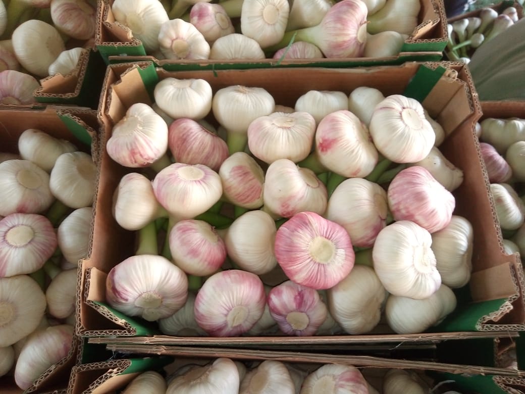 Product image - White and red fresh garlic new crop 