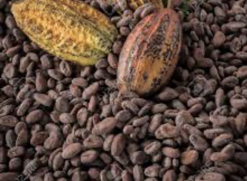 Product image - Dried cocoa from eastern region Ghana cocoa board