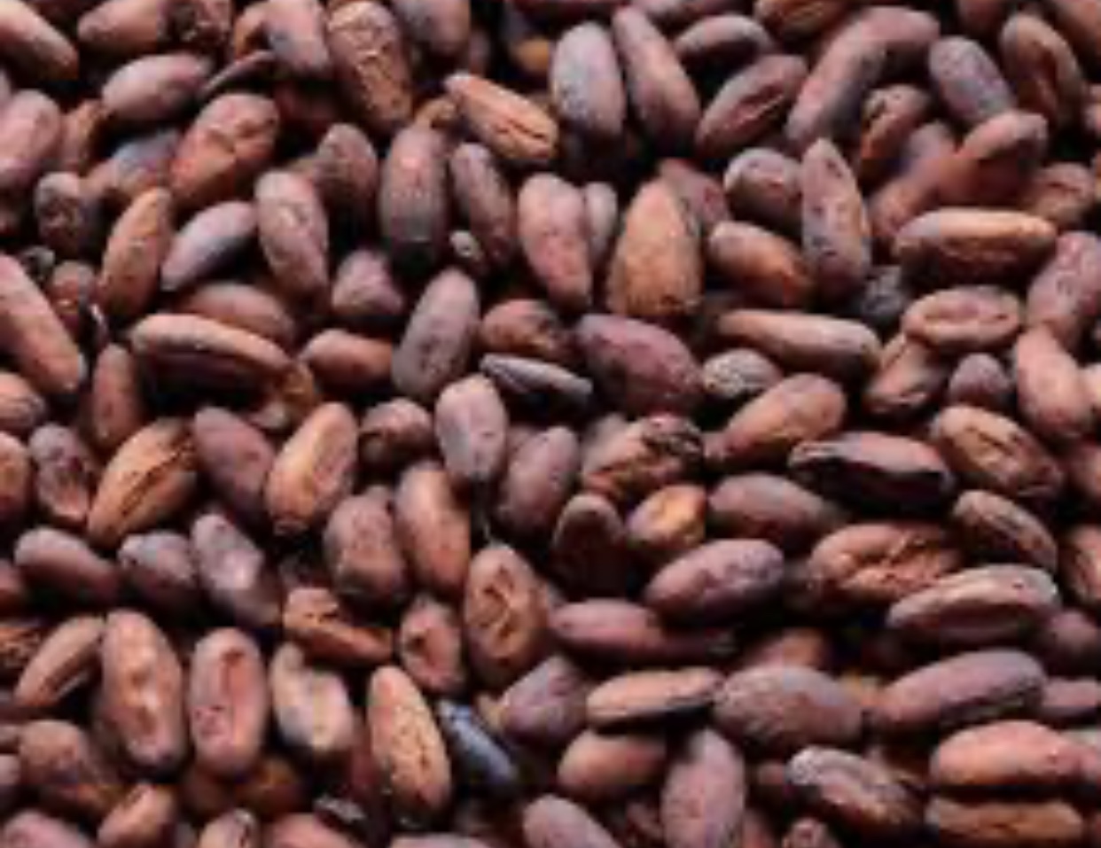 Product image - Dried cocoa from eastern region Ghana cocoa board