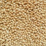 Product image - We are Processor, Supplier and Exporters of Bulk Raw Cashew Nuts, Peanuts, Sesame seed, Wheat flour, Soybean Meal/Oil, White/Yellow Maize, Gum Arabic, Slice Ginger, Coffee, Cocoa bean, Sugar, edible oils,Teak wood, Fertilizers, Processed Cashew Nut Kernels ww 180, ww 240, ww 320, and ww 450,  Almond seed, Pistachios and many others, (Output of crops 2019-2020