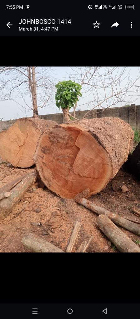 Product image - We have Hardwood Square Logs like Doussie, Tali, Iroko, Eku, Padouk, Okan,  Azobe, Senya,  Bubinga, Mahogany etc Size: 60cm - 130cm x 280cm.