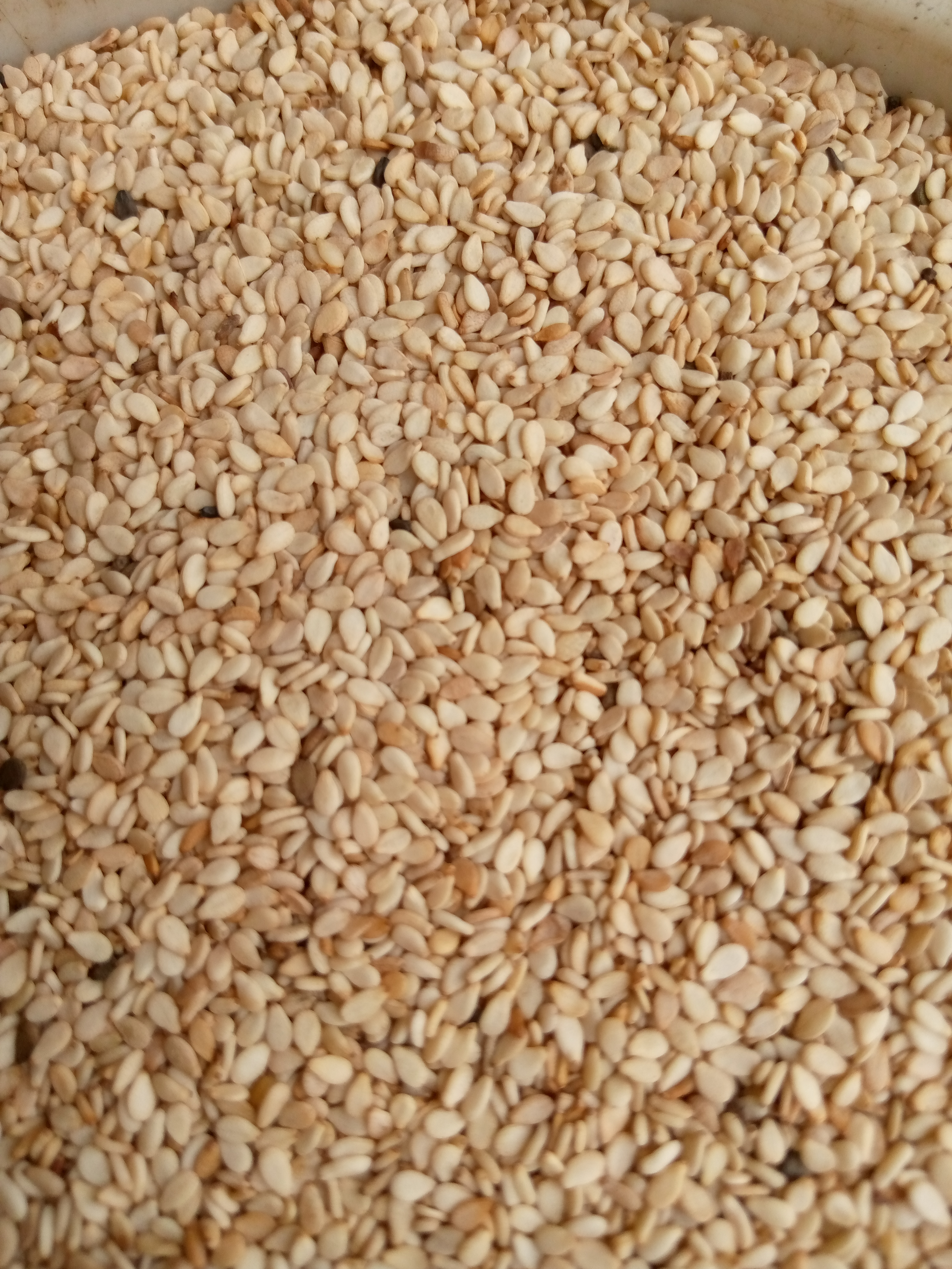 Product image - We are regular seller of sesame seed.we have white sesame seed in good quality and in large quantity for sale.our sesame seed is 98%dried and clean.To order your sesame seed, contact us on call or Whatsapp +2348169418699 or +2348026295645.