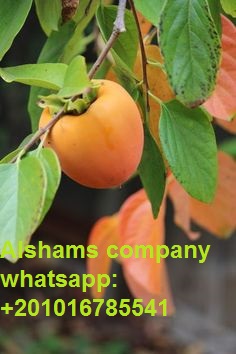 Product image - ALshams company for general import &export. 📷
We are leading exporter of Egypt 📷📷
we can provide you product as per your requirement
New Offer  for #Fresh_Persimmon
( with best quality  )
📷packing :  10 kg plastic box.
📷Grade A
📷If you serious to buy from us waiting your contact :
📷Contact/whatsapp- +201016785541
📷Email: alshams.info@yahoo.com
skype : alshams_trading
sales manager
mrs / donia mostafa
