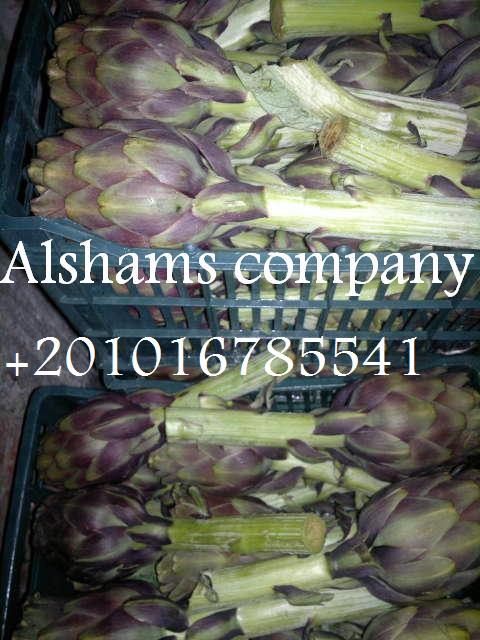 Product image - Alshams company for general import and export 💥
We would like to offer our product
#artichoke
Fresh green artichoke
I hope our offer meet your satisfaction
For more information contact With us :
Email: alshams.info@yahoo.com
Whatsapp: 00201016785541
mrs-donia mostafa 
salesmanager
