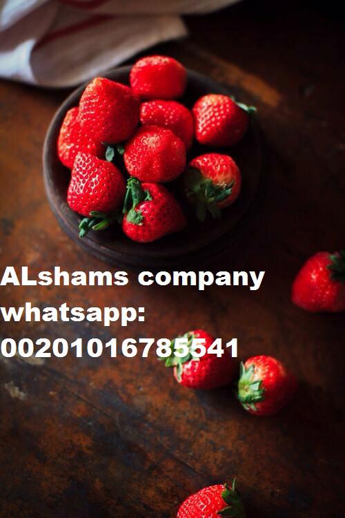 Product image - We are leading exporter of Egypt alshams company for general import and export agricultural crops from egypt.
Now season start for #Fresh_strawberry
Grade a 💯
Packing : 2.5 kilo per carton
⏩Contact With us :
Mrs-donia mostafa
Sales manager
Whatsapp : 00201016785541
Email :alshams.info@yahoo.com
