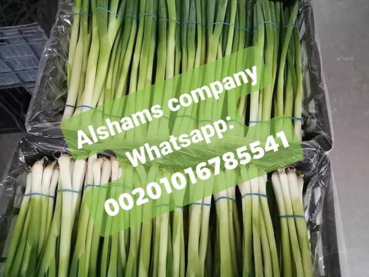 Product image - Alshams company for general import and export 💯
We can supply all kinds of agricultural products with high quality and best price.
We would like to offer #Fresh_spring_onions
Origin:Egypt
Quality:Class 1
Packing :  2.5 kg per carton
I hope our offer meet your satisfaction 💯
For more information waiting your message  :_
Call &Whatsapp :+201016785541
Email : alshams.info@yahoo.com
Mrs / donia mostafa
Sales manager
