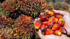 Product image - Fresh Palm Oil made from Palm tree. Our product undergoes proper processes and have no additive nor preservative.  Purely natural. 