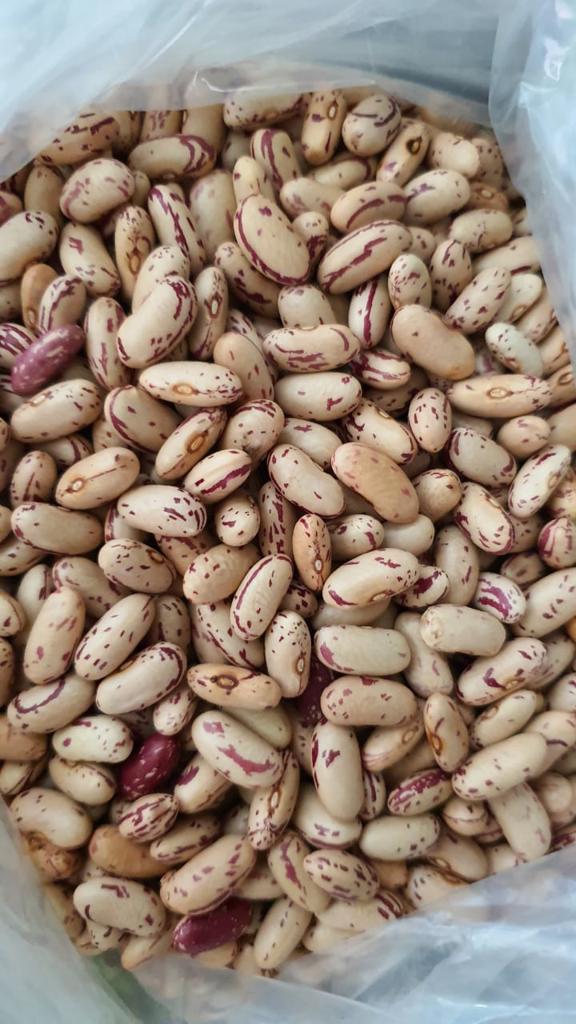 Product image - Market Opportunity Worldwide is also a commercial farming entity, among other crops we cultivate maize as a major crop and we also cultivate orphan crops such as beans