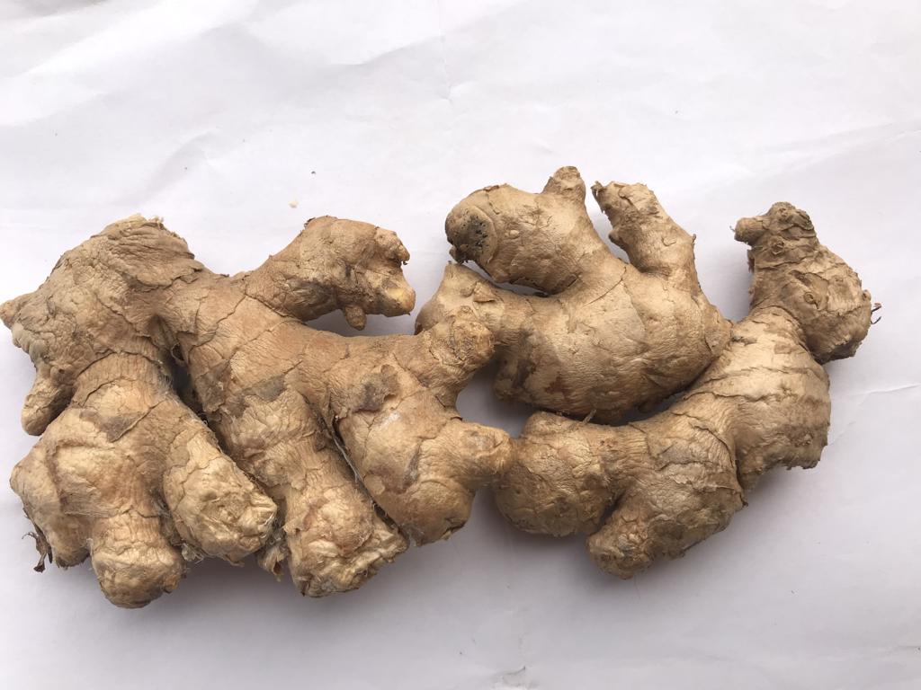 Product image - Ginger, a rhizome plant that is been widely and commonly used by people of different race, culture and economic status for different purposes, either as a medicine, spice for cooking, mashed into drinks etc. Ginger has been listed as a culinary recipe in both orthodox and modern-day cooking. The Nigerian ginger is highly regarded in the international market for its Aroma, purgency, high oil and Aleoresin content.