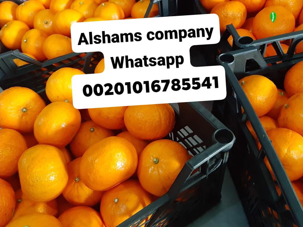 Product image - we exporter of Egypt alshams company for general import and export agricultural crops.
 -We would like to offer our Fresh tangerine 
Specification : 
 Class 1 🤩🤩💯💯
For more information Plz contact With us
Whatsapp/ 00201016785541
Email /alshams.info@yahoo.Com
Sales manager
Mrs / donia mostafa
