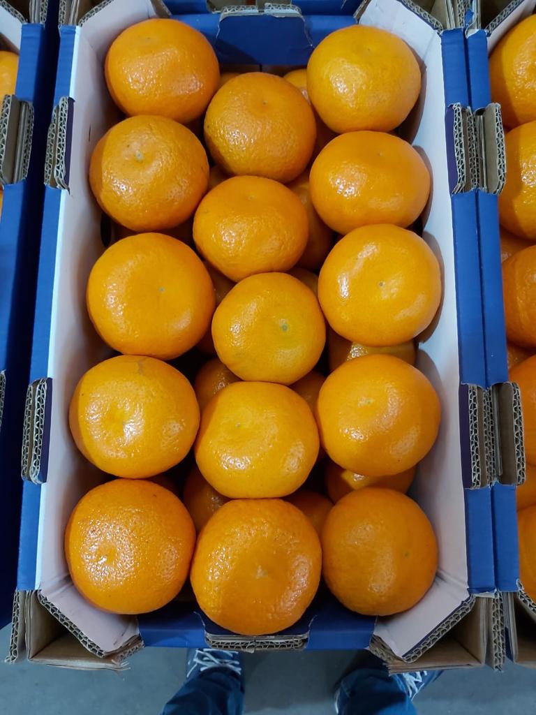 Product image - Egyptian  murkot spain from Egyptian farms sizes  medium  large and xlargepacking 10kg container 21800 kghigh shelf life 