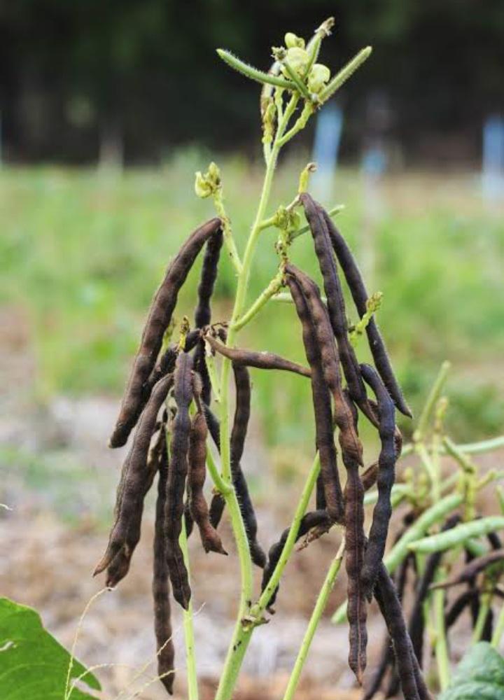Product image - Quality Mung bean.Origin Kenya.Ready for harvesting. 