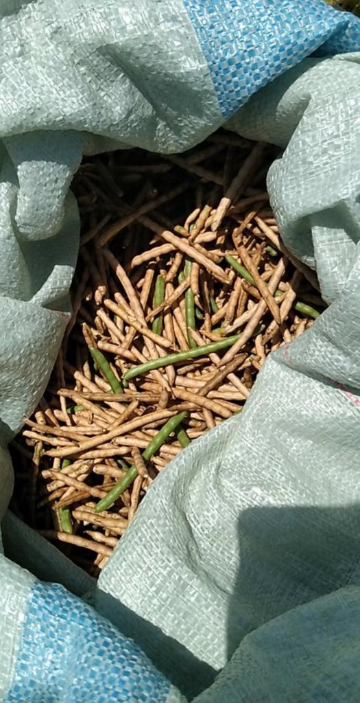 Product image - Quality Mung bean.Origin Kenya.Ready for harvesting. 
