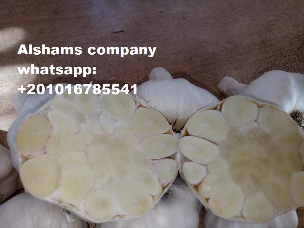 Product image - we are AL shams company for general import and export  So We  can provide different kinds of good quality 
now I will offer for you 
"fresh garlic  " 
with premium quality and best price 
packing : 10 kg Plastic box 
size : same as request  
If you are interested, please feel free send message  or my whatsApp number +201016785541
or email : alshams.info@yahoo.com
and look over our website : www.alshamsexporting.com
