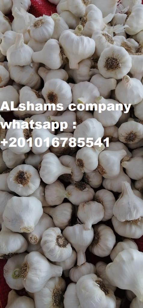 Product image - Hello, We  Export all agricultural crops with  Good Quality And Low Price 💰. 
Now available ( fresh garlic ) 🧄
specification  :
Packing : 10 kilo per plastic box
Class 1 💯
Container 40 ft refer take 20 tons
If You Buyer Interested, Pls Feel Free To Contact Us.
From :- Alshams for general import and export 
                 mrs  : donia mostafa 
📲Call & Whatsapp Me : +201016785541
📧Email : alshams.info@yahoo.com
